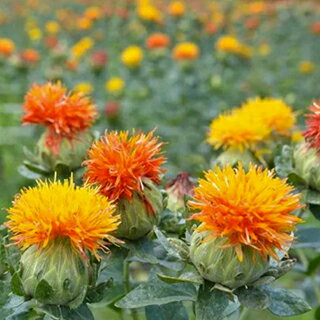 サフラワー 種 【 有機サフラワー　ベニバナ 】 小袋 ( サフラワーの種 )