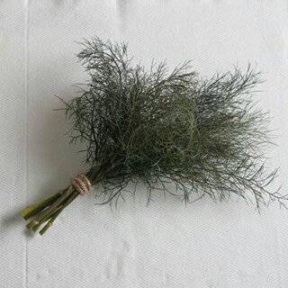 有機種子 ハーブ 種 【 ブロンズフェンネル 銅葉 】 小袋 ( ハーブの種 )