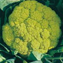 葉菜類 種 【 遠州みどり花やさい 】 ペレット1000粒 ( 葉菜類の種 )