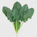 ほうれん草 種 【 エクストリーム 】 小袋 ( ほうれん草の種 )
