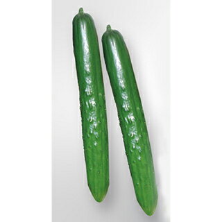 キュウリ 種 【 節成スマート 】 100粒 ( キュウリの種 )