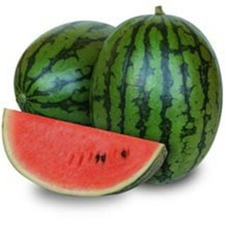 スイカ 種 【 春の姫まくら 】 200粒 ( スイカの種 )