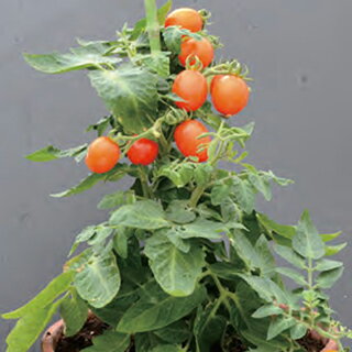 ミニトマト 種 【 ぷちっ娘（こ）レッド 】 小袋（12粒） ( ミニトマトの種 )のサムネイル