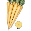 ニンジン 種 【 クリームハーモニー 】 小袋 ( ニンジンの種 )
