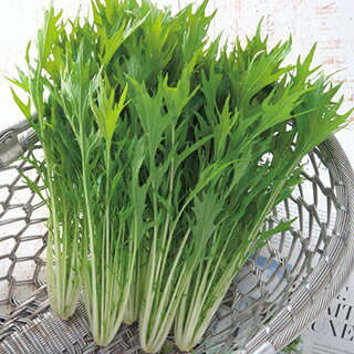 水菜 種 【 都むすめ 】 GF（4ml） ( 水菜の種 ) | 農業屋.com