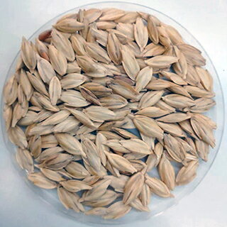 古代小麦 種 【 エンマー小麦（殻付き） 】 500g ( 古代小麦の種 )