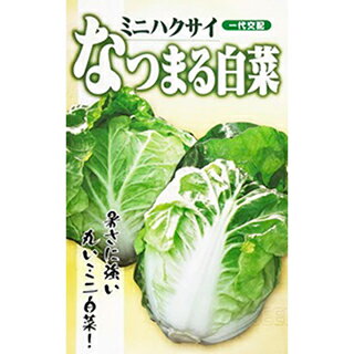 樂天商城 - ハクサイ 種 【 なつまる 】 小袋（20ml） ( ハクサイの種 )