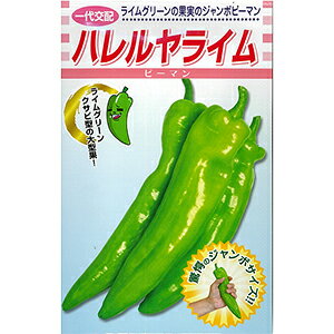 ピーマン 種 【 ハレルヤ　ライム 】 小袋（500粒） ( ピーマンの種 )