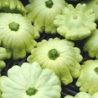 ズッキーニ 種 【 ヴェールペタル　小袋 】 小袋 ( ズッキーニの種 )