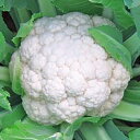 カリフラワー 種 【 まり月 】 ペレット5千粒 ( カリフラワーの種 )