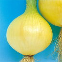 たまねぎ 種 【アーリートップ】 10g( 種 野菜 野菜種子 野菜種 )