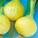 たまねぎ 種 【こはく】 10g ( 種 野菜 野菜種子 野菜種 )