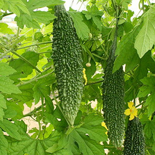 樂天商城 - ゴーヤ 種 【にがにがくん2号】 100粒 （ 種 野菜 野菜種子 野菜種 苦瓜 ニガウリ ）
