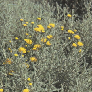 ハーブ 種 【 サントリナ　エリザ 】 小袋 ( ハーブの種 )