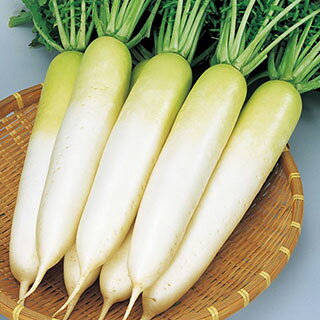 メール便で10袋まで同梱できます。 種子と責任種子は努めて純良なものをご用意しておりますが、商品の性質上100%の純度や発芽は望めません。商品の包装等に記載のある、発芽試験結果を満たした商品をお届けいたします。発芽は播種後の条件により結果が異なるため、温度や水分などを品目ごとに適した条件下で管理してください。不適条件下では発芽しないことがあり、また100%同一ではなく、まれに異株が出る場合がございます。種子・苗などについて、発芽後および植えつけ後の栽培条件や天候などによって結果が異なりますので、商品の生長後や収穫物に対する補償はいたしかねます。また商品の性質上、結果不良につきましてはお買い上げ金額の範囲内とさせていただきます。(お客様の栽培管理や気象条件による結果不良につきましては、その責任を負いかねます)独自に加工されたものや、お届け後に有効期限を超えられたものにつきましては責任を負いかねます。野菜などの収穫物については、品種の特性や栽培条件などにより生育に差が生じることがあり、収穫物のサイズ、重量、味などは掲載表現と異なる場合がございます。大根の育て方大根は古くから日本で栽培されてきた野菜で、地方によって品種も多く形や肉質などの品種の分化が著しく発達している野菜です。気候は涼しいところを好み、生育温度は15〜20℃が適しています。高温に弱く、関東以南では高冷地を除いた5〜7月まきは病虫害にあいやすく、収穫が難しくなります。寒さには強い方ですが、晩秋以後の低温は根の太りが悪くなるので、栽培地にあった品種を選びましょう。 1.土作り &nbsp; &nbsp; 又根とならないよう、深く良く耕し、約1坪当り苦土石灰300gを混ぜ酸度調整を行います。一週間後、堆肥7kg、緩効性肥料500gを全面に施し、深さ30cm位までよく耕しておきます。 堆肥は完熟したものを用い、種まきまで2週間ほどおきましょう。 幅60cm高さ10cmほどの畝を作ります。水はけのよい火山灰土では、平うねでかまいませんが、低地では高うねにして排水が良くなるようにしたほうが良いでしょう。 2.種まき 条間40〜50cmの2条まきで、株間30cmごとに空き缶の底などで深さ1cmほどのくぼみをつけ、1ケ所に4〜5粒の点まきをし、細かい土で厚さ1cmほどに覆土します。 畑の土がひどく乾燥している場合はたっぷりと水をやりましょう。 3.間引き 種まきから40日ほどたって、本葉が5〜6枚の時に1回めの間引き、2回目は本葉6〜7枚時に2本にします。間引きは葉の形の悪いもの、色の濃いものや病害虫に侵されているものを取り除きます。間引きのタイミングが悪いと生育が悪くなるので注意しましょう。間引き菜お大根菜として食べられます。 4.中耕・追肥 &nbsp; 間引きに合わせて1回目は肥料を株の周りにばらまき、軽く土とまぜながら株元へ土を寄せます。2回目はうねの片方ずつに浅い溝をつくり、そこへ肥料をばらまき通路の土をやわらげながら溝に土をかけるようにしてうねをつくります。 追肥の量は、約1坪あたり、1回目は化成肥料150g、2回目は化成肥料200g〜300g位施します。 5.収穫 栽培時期によって異なりますが、秋どり栽培は60〜70日、春どり栽培は10月まきで120〜140日、3月まきで80〜90日、夏どり栽培は60日位で根が肥大するので、太りしだい収穫します。収穫が遅れると根がス入りになります。ス入りは葉柄のス入りと関係があるので、古い葉のつけ根から3cmぐらいのところを切断し、その中央部がス入りしているようなら、根もス入りしていると判断することができます。冬自慢 科名 アブラナ科 発芽適温 15〜30゜C 生育適温 17〜20゜C 発芽日数 3〜5日 大根の種 蒔き方(※数値はあくまでも目安です。特に、畝幅や条数・播種方法などは栽培方法を限定するものではありません） 播種方法 種子形態 畝幅 （cm） 条数 （条） 株間 （cm） 10a当たり 株数 10a当たり 播種量 10a当たり 播種量（粒数） 20ml当たり 粒数 点播き 　 120 2 20〜30 5,500〜8,500 4〜6dl 1.4万〜3万 700〜1,000 小袋種子の内容量表記について農作物である商品の特性上、小袋パッケージの商品に関しましては、販売時期により、内容量が変更になる場合があります。商品名に内容量が記載されている場合がございますが、あくまで目安であり、1mlほど前後するものとお考え下さい。また、内容量が増減したことによる価格の変更もありません。あらかじめご了承いただいた上で、ご注文をお願いいたします。