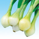 たまねぎ 種 【センチュリー2号】 10g ( 種 野菜 野菜種子 野菜種 )