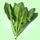 ほうれん草 種 【 ななちゃん 】 小袋 ( ほうれん草の種 )