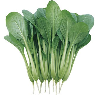 コマツナ 種 【 里きらり 】 2dl ( コマツナの種 )