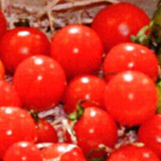 トマト 種 【 ミニトマト TSX−113（桃） 】 100粒 ( トマトの種 )