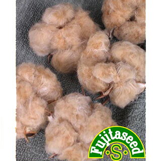 綿のたね 種 【 茶わた（茶毛） 】 小袋 ( 綿のたねの種 )のサムネイル