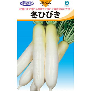 まとめ買いについて：メール便で10袋まで同梱できます。種子と責任種子は努めて純良なものをご用意しておりますが、商品の性質上100%の純度や発芽は望めません。商品の包装等に記載のある、発芽試験結果を満たした商品をお届けいたします。発芽は播種後の条件により結果が異なるため、温度や水分などを品目ごとに適した条件下で管理してください。不適条件下では発芽しないことがあり、また100%同一ではなく、まれに異株が出る場合がございます。種子・苗などについて、発芽後および植えつけ後の栽培条件や天候などによって結果が異なりますので、商品の生長後や収穫物に対する補償はいたしかねます。また商品の性質上、結果不良につきましてはお買い上げ金額の範囲内とさせていただきます。(お客様の栽培管理や気象条件による結果不良につきましては、その責任を負いかねます)独自に加工されたものや、お届け後に有効期限を超えられたものにつきましては責任を負いかねます。野菜などの収穫物については、品種の特性や栽培条件などにより生育に差が生じることがあり、収穫物のサイズ、重量、味などは掲載表現と異なる場合がございます。大根の育て方大根は古くから日本で栽培されてきた野菜で、地方によって品種も多く形や肉質などの品種の分化が著しく発達している野菜です。気候は涼しいところを好み、生育温度は15〜20℃が適しています。高温に弱く、関東以南では高冷地を除いた5〜7月まきは病虫害にあいやすく、収穫が難しくなります。寒さには強い方ですが、晩秋以後の低温は根の太りが悪くなるので、栽培地にあった品種を選びましょう。 1.土作り &nbsp; &nbsp; 又根とならないよう、深く良く耕し、約1坪当り苦土石灰300gを混ぜ酸度調整を行います。一週間後、堆肥7kg、緩効性肥料500gを全面に施し、深さ30cm位までよく耕しておきます。 堆肥は完熟したものを用い、種まきまで2週間ほどおきましょう。 幅60cm高さ10cmほどの畝を作ります。水はけのよい火山灰土では、平うねでかまいませんが、低地では高うねにして排水が良くなるようにしたほうが良いでしょう。 2.種まき 条間40〜50cmの2条まきで、株間30cmごとに空き缶の底などで深さ1cmほどのくぼみをつけ、1ケ所に4〜5粒の点まきをし、細かい土で厚さ1cmほどに覆土します。 畑の土がひどく乾燥している場合はたっぷりと水をやりましょう。 3.間引き 種まきから40日ほどたって、本葉が5〜6枚の時に1回めの間引き、2回目は本葉6〜7枚時に2本にします。間引きは葉の形の悪いもの、色の濃いものや病害虫に侵されているものを取り除きます。間引きのタイミングが悪いと生育が悪くなるので注意しましょう。間引き菜お大根菜として食べられます。 4.中耕・追肥 &nbsp; 間引きに合わせて1回目は肥料を株の周りにばらまき、軽く土とまぜながら株元へ土を寄せます。2回目はうねの片方ずつに浅い溝をつくり、そこへ肥料をばらまき通路の土をやわらげながら溝に土をかけるようにしてうねをつくります。 追肥の量は、約1坪あたり、1回目は化成肥料150g、2回目は化成肥料200g〜300g位施します。 5.収穫 栽培時期によって異なりますが、秋どり栽培は60〜70日、春どり栽培は10月まきで120〜140日、3月まきで80〜90日、夏どり栽培は60日位で根が肥大するので、太りしだい収穫します。収穫が遅れると根がス入りになります。ス入りは葉柄のス入りと関係があるので、古い葉のつけ根から3cmぐらいのところを切断し、その中央部がス入りしているようなら、根もス入りしていると判断することができます。冬ひびき秋遅くまで播ける耐寒性に優れた青首総太り大根！耐寒性に優れ、厳寒期どりで根長37〜38cm・根径7〜8cmとなる、低温伸長性に優れた尻づまりの良い青首総太り大根です。葉色はやや薄く、草姿は立性で密植栽培が可能です。青首部は淡緑色、肌は純白で滑らか、ヒゲ根細く、 揃い・外観品質ともに優れています。肉質は緻密で、肉色は白く青肉になりません。ス入りは遅く、生理障害にも強いです。一般平坦地での9月上旬〜9月下旬播種、暖地での9月中旬〜10月中旬播種の冬どり栽培に適します。　 地域 蒔き時期（露地） 蒔き時期(ハウス・トンネル等） 寒地・冷涼地 8月中旬 − 中間地 9月上旬〜下旬 − 暖地 9月上旬〜10月中旬 − 小袋種子の内容量表記について農作物である商品の特性上、小袋パッケージの商品に関しましては、販売時期により、内容量が変更になる場合があります。商品名に内容量が記載されている場合がございますが、あくまで目安であり、1mlほど前後するものとお考え下さい。また、内容量が増減したことによる価格の変更もありません。あらかじめご了承いただいた上で、ご注文をお願いいたします。