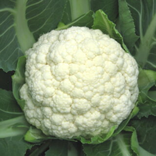 カリフラワー 種 【 ホワイトベル 】 ペレット5千粒 ( カリフラワーの種 )