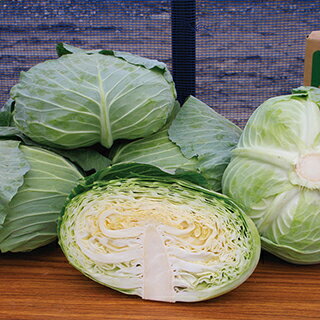 キャベツ 種 【 YR彩藍2号 】 2500粒 ( キャベツの種 ) | 農業屋.com