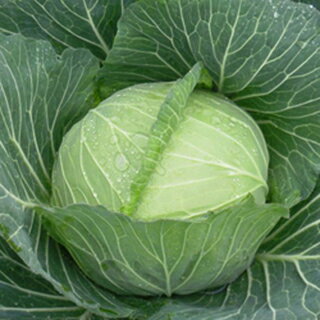 キャベツ 種 【 たちかぜ 】 キダネ2000粒 ( キャベツの種 ) | 農業屋.com