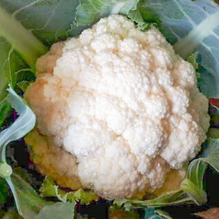 カリフラワー 種 【 リゾットビアンコ75 】 小袋 ( カリフラワーの種 )