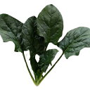 ほうれん草 種 【 エルサ 】 L3万粒 ( ほうれん草の種 )