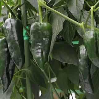 とうがらし 種 【 感激アミーゴ 】 100粒 ( とうがらしの種 )