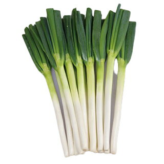 ネギ 種 【 太陽の祝い 】 ペレット5千粒 ( ネギの種 )