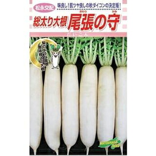 まとめ買いについて：メール便で10袋まで同梱できます。種子と責任種子は努めて純良なものをご用意しておりますが、商品の性質上100%の純度や発芽は望めません。商品の包装等に記載のある、発芽試験結果を満たした商品をお届けいたします。発芽は播種後の条件により結果が異なるため、温度や水分などを品目ごとに適した条件下で管理してください。不適条件下では発芽しないことがあり、また100%同一ではなく、まれに異株が出る場合がございます。種子・苗などについて、発芽後および植えつけ後の栽培条件や天候などによって結果が異なりますので、商品の生長後や収穫物に対する補償はいたしかねます。また商品の性質上、結果不良につきましてはお買い上げ金額の範囲内とさせていただきます。(お客様の栽培管理や気象条件による結果不良につきましては、その責任を負いかねます)独自に加工されたものや、お届け後に有効期限を超えられたものにつきましては責任を負いかねます。野菜などの収穫物については、品種の特性や栽培条件などにより生育に差が生じることがあり、収穫物のサイズ、重量、味などは掲載表現と異なる場合がございます。大根の育て方大根は古くから日本で栽培されてきた野菜で、地方によって品種も多く形や肉質などの品種の分化が著しく発達している野菜です。気候は涼しいところを好み、生育温度は15〜20℃が適しています。高温に弱く、関東以南では高冷地を除いた5〜7月まきは病虫害にあいやすく、収穫が難しくなります。寒さには強い方ですが、晩秋以後の低温は根の太りが悪くなるので、栽培地にあった品種を選びましょう。 1.土作り &nbsp; &nbsp; 又根とならないよう、深く良く耕し、約1坪当り苦土石灰300gを混ぜ酸度調整を行います。一週間後、堆肥7kg、緩効性肥料500gを全面に施し、深さ30cm位までよく耕しておきます。 堆肥は完熟したものを用い、種まきまで2週間ほどおきましょう。 幅60cm高さ10cmほどの畝を作ります。水はけのよい火山灰土では、平うねでかまいませんが、低地では高うねにして排水が良くなるようにしたほうが良いでしょう。 2.種まき 条間40〜50cmの2条まきで、株間30cmごとに空き缶の底などで深さ1cmほどのくぼみをつけ、1ケ所に4〜5粒の点まきをし、細かい土で厚さ1cmほどに覆土します。 畑の土がひどく乾燥している場合はたっぷりと水をやりましょう。 3.間引き 種まきから40日ほどたって、本葉が5〜6枚の時に1回めの間引き、2回目は本葉6〜7枚時に2本にします。間引きは葉の形の悪いもの、色の濃いものや病害虫に侵されているものを取り除きます。間引きのタイミングが悪いと生育が悪くなるので注意しましょう。間引き菜お大根菜として食べられます。 4.中耕・追肥 &nbsp; 間引きに合わせて1回目は肥料を株の周りにばらまき、軽く土とまぜながら株元へ土を寄せます。2回目はうねの片方ずつに浅い溝をつくり、そこへ肥料をばらまき通路の土をやわらげながら溝に土をかけるようにしてうねをつくります。 追肥の量は、約1坪あたり、1回目は化成肥料150g、2回目は化成肥料200g〜300g位施します。 5.収穫 栽培時期によって異なりますが、秋どり栽培は60〜70日、春どり栽培は10月まきで120〜140日、3月まきで80〜90日、夏どり栽培は60日位で根が肥大するので、太りしだい収穫します。収穫が遅れると根がス入りになります。ス入りは葉柄のス入りと関係があるので、古い葉のつけ根から3cmぐらいのところを切断し、その中央部がス入りしているようなら、根もス入りしていると判断することができます。尾張の守（かみ）味よし！肌ツヤよしの秋ダイコンの決定版！・肌ツヤのよい極淡緑色ダイコンで、曲がりの少ない品種・形状は程よい尻詰まりぼ総太り型で根径部の太りが早い・内部緑化しにくく、ス入りが遅い・肉質は梨のような触感で、秋ダイコンの中でも最高ランクの食味　 地域 蒔き時期（露地） 蒔き時期(ハウス・トンネル等） 寒地・冷涼地 7月下旬〜8月中旬 − 中間地 9月中旬 − 暖地 − − 小袋種子の内容量表記について農作物である商品の特性上、小袋パッケージの商品に関しましては、販売時期により、内容量が変更になる場合があります。商品名に内容量が記載されている場合がございますが、あくまで目安であり、1mlほど前後するものとお考え下さい。また、内容量が増減したことによる価格の変更もありません。あらかじめご了承いただいた上で、ご注文をお願いいたします。