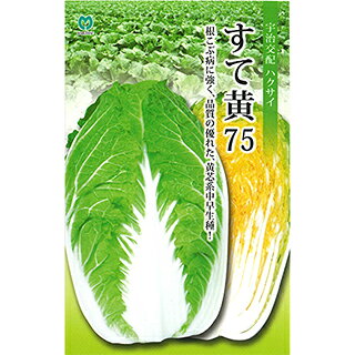 まとめ買いについて：メール便で10袋まで同梱できます。種子と責任種子は努めて純良なものをご用意しておりますが、商品の性質上100%の純度や発芽は望めません。商品の包装等に記載のある、発芽試験結果を満たした商品をお届けいたします。発芽は播種後の条件により結果が異なるため、温度や水分などを品目ごとに適した条件下で管理してください。不適条件下では発芽しないことがあり、また100%同一ではなく、まれに異株が出る場合がございます。種子・苗などについて、発芽後および植えつけ後の栽培条件や天候などによって結果が異なりますので、商品の生長後や収穫物に対する補償はいたしかねます。また商品の性質上、結果不良につきましてはお買い上げ金額の範囲内とさせていただきます。(お客様の栽培管理や気象条件による結果不良につきましては、その責任を負いかねます)独自に加工されたものや、お届け後に有効期限を超えられたものにつきましては責任を負いかねます。野菜などの収穫物については、品種の特性や栽培条件などにより生育に差が生じることがあり、収穫物のサイズ、重量、味などは掲載表現と異なる場合がございます。すて黄75根こぶ病に強く、品質の優れた?芯系中早?種?結球内部が濃黄色で根こぶ病に強く、播種後75日程度で収穫できる中早生種です。外葉は濃緑で球頭は浅く包被し、尻張りの良いボリューム感のある砲弾形に仕上がります。葉質はやわらかく、風味があり食味が良いです。生育は旺盛で、ウイルス、白斑病、軟腐病に強く栽培容易です。一般平坦地では8月下旬播種、11月〜12月収穫の栽培に適します。　 地域 蒔き時期（露地） 蒔き時期(ハウス・トンネル等） 寒地・冷涼地 7月上旬〜8月上旬 − 中間地 8月下旬 − 暖地 8月下旬〜9月上旬 − 小袋種子の内容量表記について農作物である商品の特性上、小袋パッケージの商品に関しましては、販売時期により、内容量が変更になる場合があります。商品名に内容量が記載されている場合がございますが、あくまで目安であり、1mlほど前後するものとお考え下さい。また、内容量が増減したことによる価格の変更もありません。あらかじめご了承いただいた上で、ご注文をお願いいたします。