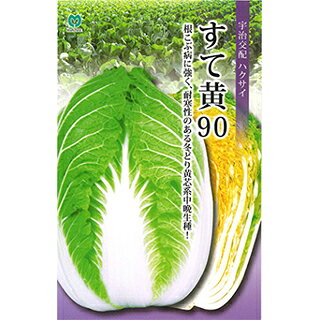 まとめ買いについて：メール便で10袋まで同梱できます。種子と責任種子は努めて純良なものをご用意しておりますが、商品の性質上100%の純度や発芽は望めません。商品の包装等に記載のある、発芽試験結果を満たした商品をお届けいたします。発芽は播種後の条件により結果が異なるため、温度や水分などを品目ごとに適した条件下で管理してください。不適条件下では発芽しないことがあり、また100%同一ではなく、まれに異株が出る場合がございます。種子・苗などについて、発芽後および植えつけ後の栽培条件や天候などによって結果が異なりますので、商品の生長後や収穫物に対する補償はいたしかねます。また商品の性質上、結果不良につきましてはお買い上げ金額の範囲内とさせていただきます。(お客様の栽培管理や気象条件による結果不良につきましては、その責任を負いかねます)独自に加工されたものや、お届け後に有効期限を超えられたものにつきましては責任を負いかねます。野菜などの収穫物については、品種の特性や栽培条件などにより生育に差が生じることがあり、収穫物のサイズ、重量、味などは掲載表現と異なる場合がございます。すて黄90根こぶ病に強く、耐寒性のある冬どり黄芯系中晩生種！外葉は濃緑で耐寒性に優れ、球内色は濃黄色、90日程度で収穫できる中晩生種です。根こぶ病、べと病等に強く、ゴマ症や縁腐れ・芯腐れなどの生理障害の発生も少なく栽培が容易です。球頭はやや浅く被り、胴張り、尻張りの良い、一球3.0kg程度となる砲弾形です。葉質は良質で風味があり、食味が良いです。一般平坦地では、8月下旬から9月上旬播種、12月中旬から2月上旬収穫の栽培に適します。　 地域 蒔き時期（露地） 蒔き時期(ハウス・トンネル等） 寒地・冷涼地 − − 中間地 8月下旬〜9月上旬 − 暖地 9月上旬〜中旬 − 小袋種子の内容量表記について農作物である商品の特性上、小袋パッケージの商品に関しましては、販売時期により、内容量が変更になる場合があります。商品名に内容量が記載されている場合がございますが、あくまで目安であり、1mlほど前後するものとお考え下さい。また、内容量が増減したことによる価格の変更もありません。あらかじめご了承いただいた上で、ご注文をお願いいたします。