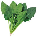 ほうれん草 種 【 ゴードン 】 実咲小袋 ( ほうれん草の種 )
