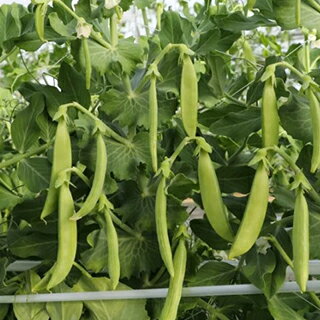 スナップえんどう 種 【 スジナインスナップ 】 200粒 ( スナップえんどうの種 )