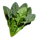 ほうれん草 種 【 サムライ 】 1dl ( ほうれん草の種 )