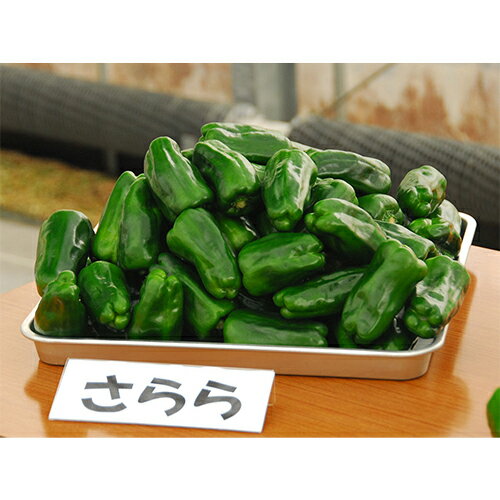 ピーマン 種 【 さらら 】 500粒 ( ピーマンの種 )