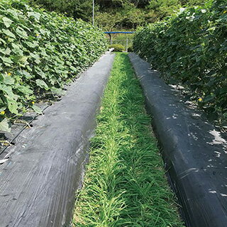 緑肥 種 【 大麦　おたすけムギ 】 20kg ( 緑肥の種 )