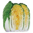 ハクサイ 種 【 CR金鯱85 】 小袋(0.5ml) ( ハクサイの種 )