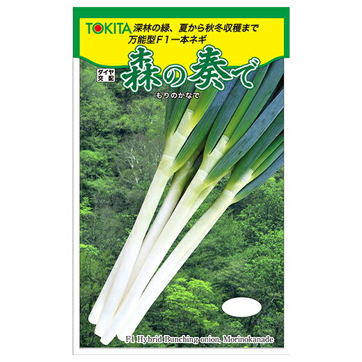 まとめ買いについて：メール便で10袋まで同梱できます。種子と責任種子は努めて純良なものをご用意しておりますが、商品の性質上100%の純度や発芽は望めません。商品の包装等に記載のある、発芽試験結果を満たした商品をお届けいたします。発芽は播種後の条件により結果が異なるため、温度や水分などを品目ごとに適した条件下で管理してください。不適条件下では発芽しないことがあり、また100%同一ではなく、まれに異株が出る場合がございます。種子・苗などについて、発芽後および植えつけ後の栽培条件や天候などによって結果が異なりますので、商品の生長後や収穫物に対する補償はいたしかねます。また商品の性質上、結果不良につきましてはお買い上げ金額の範囲内とさせていただきます。(お客様の栽培管理や気象条件による結果不良につきましては、その責任を負いかねます)独自に加工されたものや、お届け後に有効期限を超えられたものにつきましては責任を負いかねます。野菜などの収穫物については、品種の特性や栽培条件などにより生育に差が生じることがあり、収穫物のサイズ、重量、味などは掲載表現と異なる場合がございます。森の奏で早太りで、揃い良く歩どまり良好。1）早太りで、揃い良く歩どまり良好。・肥大先行型で生育中期からよく太り、短期で歩留りの良い作柄が期待できる・M、L等の単価の高い株に良く揃う・棒ねぎになりづらく、割れ、ばらけが非常に少なく在圃性に優れる。2）コンパクトな草姿で、風に強い。・黒柄草姿【夏ネギ（黒柄系）×冬ネギ（黒柄草姿合黒系）の組み合わせ】の短葉品種・極濃緑色なので、追肥タイミングが判断しやすい。3）丈夫で栽培容易。・土壌病害、生理障害に強く、各種茎葉病害に比較的強い。栽培上の注意各種茎葉病害に比較的強いですが、防除はお勧めです。病害は、樹勢が衰えで誘発されがちですので、夏越し後、生育再開時には、肥料切れを起こさないよう留意する。　 地域 蒔き時期（露地） 蒔き時期(ハウス・トンネル等） 寒地・冷涼地 4月下旬 （トンネル）1月下旬 中間地 3月下旬 （トンネル）11月中旬 暖地 6月上旬 （トンネル）1月中旬 小袋種子の内容量表記について農作物である商品の特性上、小袋パッケージの商品に関しましては、販売時期により、内容量が変更になる場合があります。商品名に内容量が記載されている場合がございますが、あくまで目安であり、1mlほど前後するものとお考え下さい。また、内容量が増減したことによる価格の変更もありません。あらかじめご了承いただいた上で、ご注文をお願いいたします。