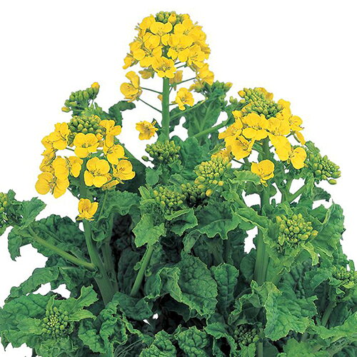 Winter Vegetables - 漬け菜 種 【 ハナナ早陽一号 】 種子 小袋（約20ml) （ 種 野菜 野菜種子 野菜種 ）