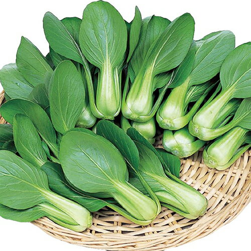 ちんげん菜 種 【 ミニシャオパオ 】 種子 ペレット5