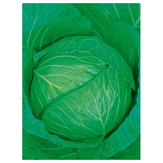 キャベツ 種 【 YR藍宝 】 種子 2500粒 （ 種 野菜 野菜種子 野菜種 ）