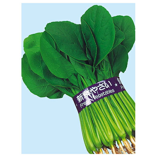 樂天商城 - 小松菜 種 【江戸の小町】 1L缶 （ 種 野菜 野菜種子 野菜種 ）