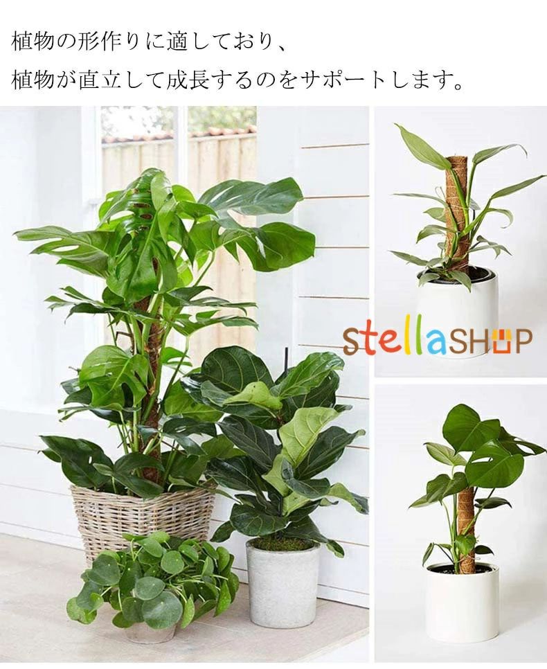 モンステラ 支柱 ココスティック 観葉植物 支柱 園芸支柱 植物 ガーデニング用 花...