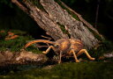 MAKEBUG−模型シリーズ ゾウムシ【ノマヅ】