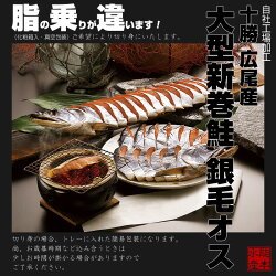 【送料無料】北海道広尾産大型新巻鮭銀毛オス1本物(化粧箱入・真空包装)3.3kg前後