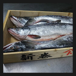 【送料無料】北海道広尾産大型新巻鮭銀毛オス1本物(化粧箱入・真空包装)3.3kg前後